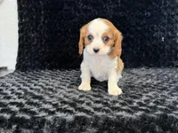 Honey, a female Cavalier King Charles Spaniel for sale in Deepwater, MO – Photo 4 of 9