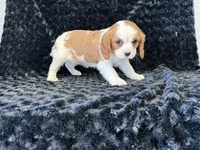 Honey, a female Cavalier King Charles Spaniel for sale in Deepwater, MO – Photo 5 of 9