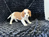 Honey, a female Cavalier King Charles Spaniel for sale in Deepwater, MO – Photo 8 of 9