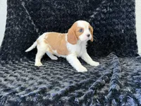 Honey, a female Cavalier King Charles Spaniel for sale in Deepwater, MO – Photo 9 of 9