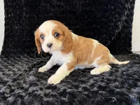 Honey, a female Cavalier King Charles Spaniel for sale in Deepwater, MO – Photo 2 of 9