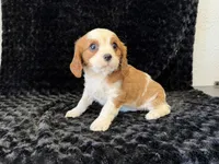 Honey, a female Cavalier King Charles Spaniel for sale in Deepwater, MO – Photo 1 of 9