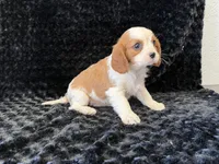 Honey, a female Cavalier King Charles Spaniel for sale in Deepwater, MO – Photo 3 of 9