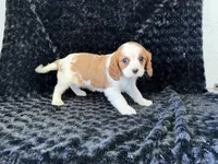Honey, a female Cavalier King Charles Spaniel for sale in Deepwater, MO – Photo 7 of 9