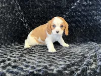 Honey, a female Cavalier King Charles Spaniel for sale in Deepwater, MO – Photo 6 of 9