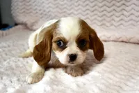 Lottie, a female Cavalier King Charles Spaniel for sale in Deepwater, MO – Photo 5 of 10