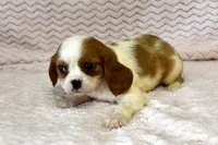 Lottie, a female Cavalier King Charles Spaniel for sale in Deepwater, MO – Photo 10 of 10