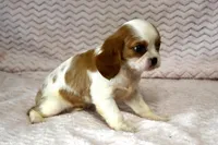 Lottie, a female Cavalier King Charles Spaniel for sale in Deepwater, MO – Photo 2 of 10