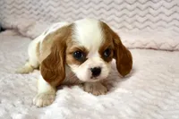 Lottie, a female Cavalier King Charles Spaniel for sale in Deepwater, MO – Photo 3 of 10