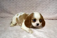 Lottie, a female Cavalier King Charles Spaniel for sale in Deepwater, MO – Photo 9 of 10