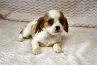 Lottie, a female Cavalier King Charles Spaniel for sale in Deepwater, MO – Photo 6 of 10