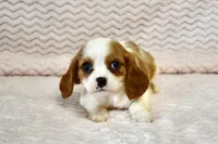 Lottie, a female Cavalier King Charles Spaniel for sale in Deepwater, MO – Photo 1 of 10