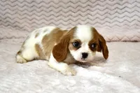 Lottie, a female Cavalier King Charles Spaniel for sale in Deepwater, MO – Photo 4 of 10