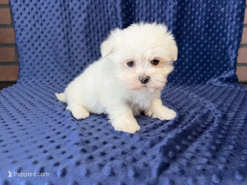Coco – Maltese puppy for sale in Deepwater, MO
