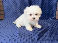 Coco, a female Maltese for sale in Deepwater, MO – 1 of 9