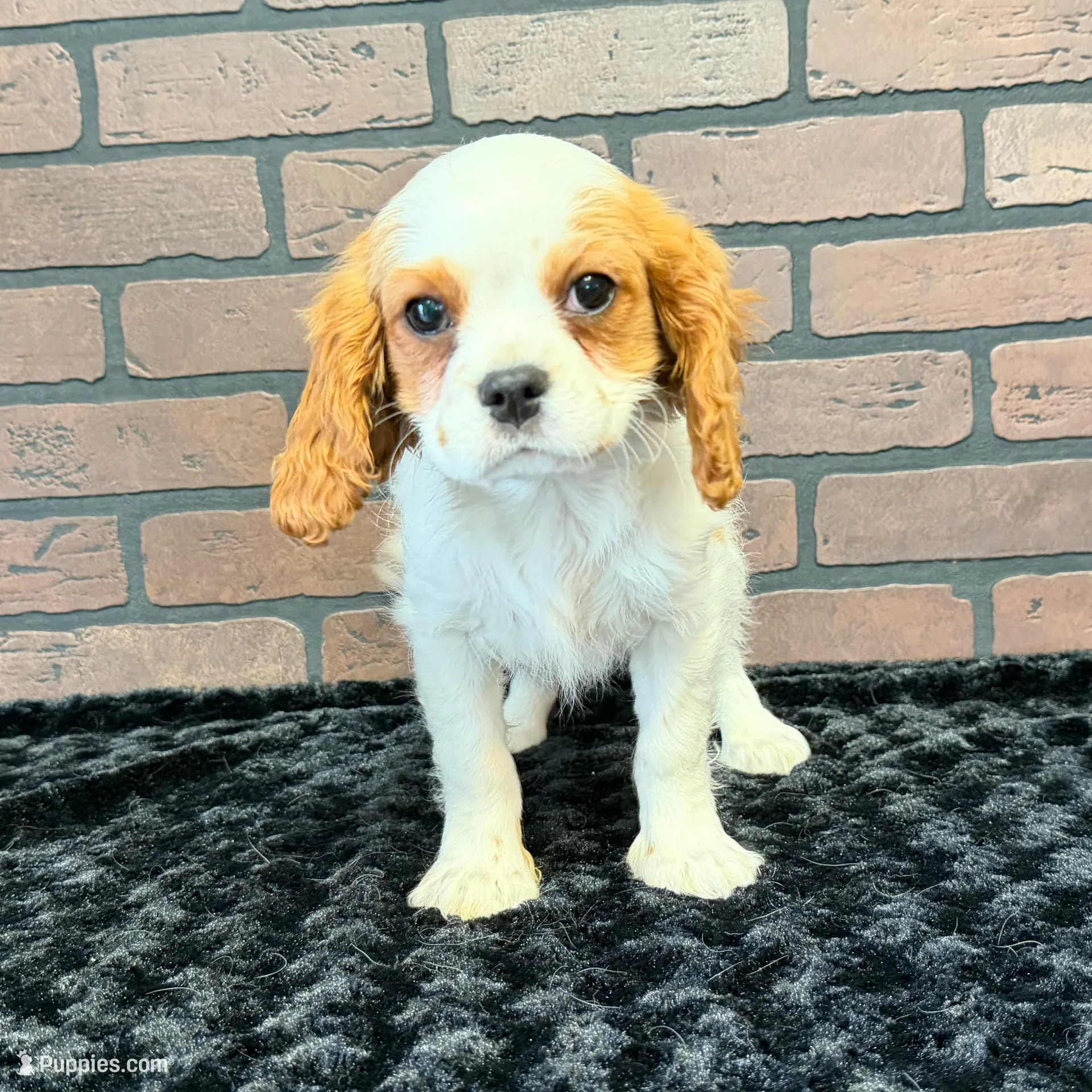 processed/404e350d-1fd3-4a1b-b7cd-b4759bde331c/listing/8f81adb3-9686-4177-a57a-f24559d1e668/0fcfdec1-fb3f-4eed-8287-03f84ab3f635