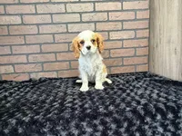 processed/404e350d-1fd3-4a1b-b7cd-b4759bde331c/listing/8f81adb3-9686-4177-a57a-f24559d1e668/234097e2-315e-4651-8ee7-438c70d7157e