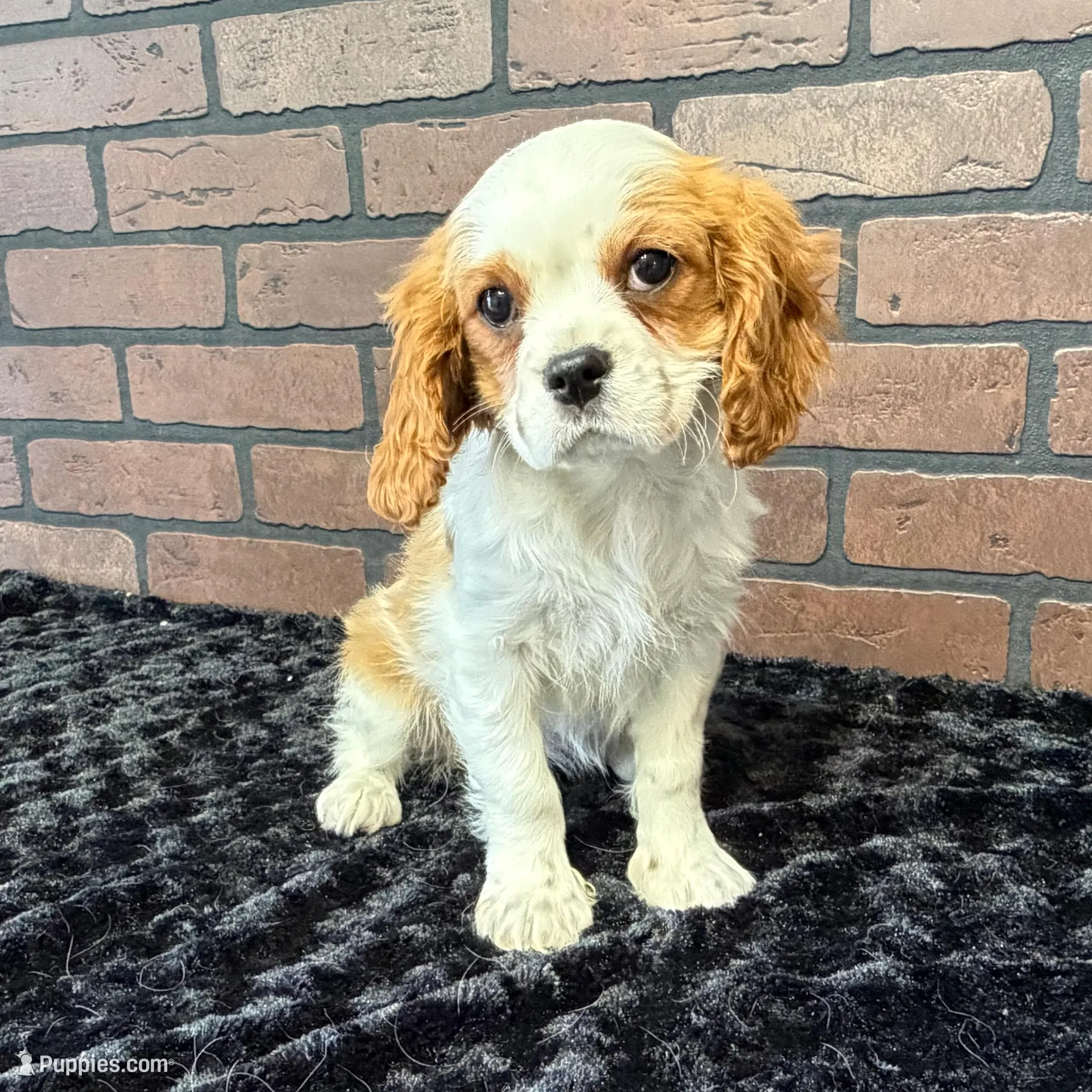 processed/404e350d-1fd3-4a1b-b7cd-b4759bde331c/listing/8f81adb3-9686-4177-a57a-f24559d1e668/29ab9d71-dac8-4d52-ba80-7a816dc475ce