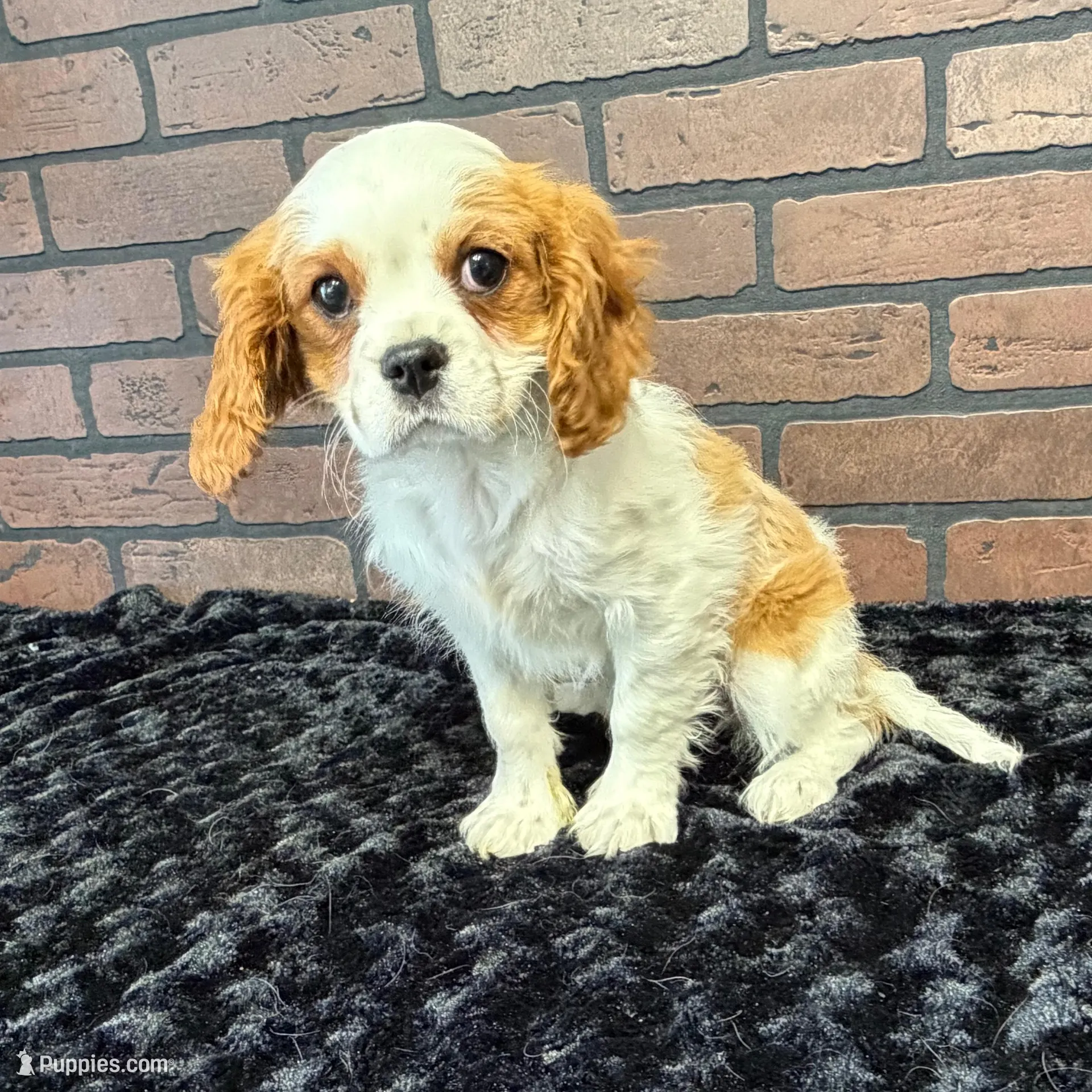 processed/404e350d-1fd3-4a1b-b7cd-b4759bde331c/listing/8f81adb3-9686-4177-a57a-f24559d1e668/4d4852fa-da6d-448d-b6d0-d7b9d50c48ba