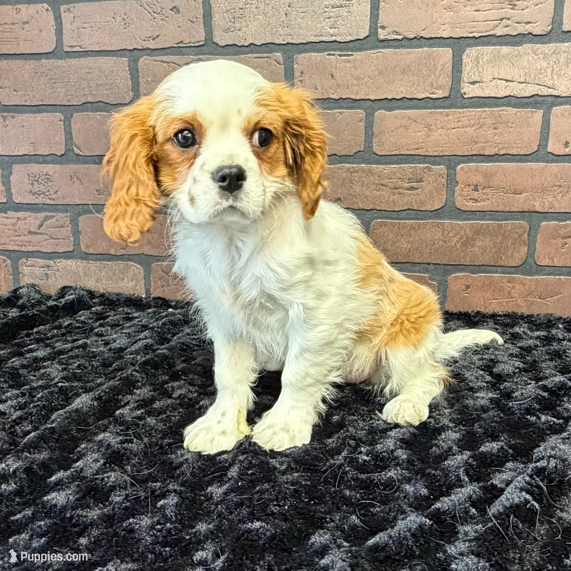 processed/404e350d-1fd3-4a1b-b7cd-b4759bde331c/listing/8f81adb3-9686-4177-a57a-f24559d1e668/6f3890c8-e29f-41c8-a5ff-64afcdac182b