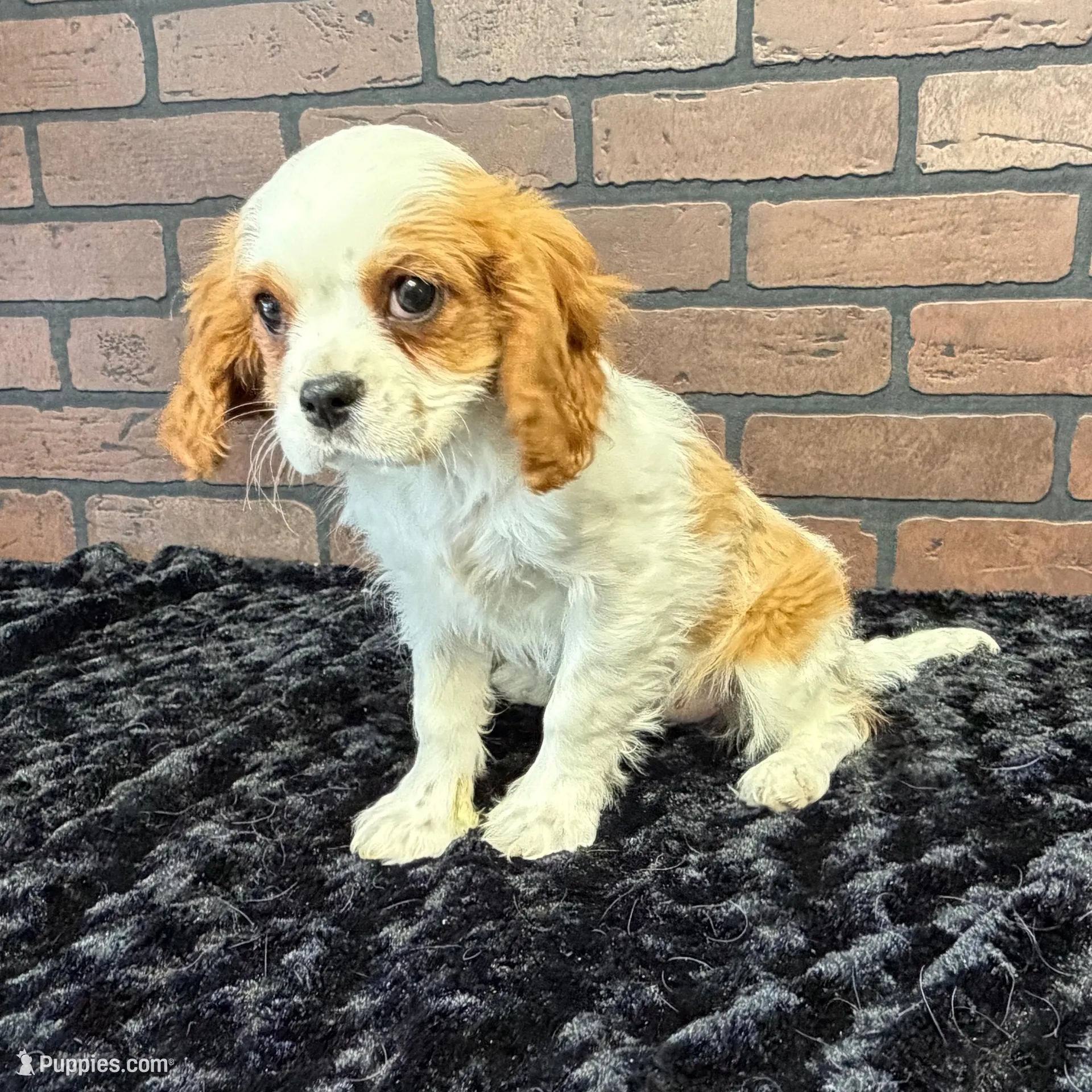 processed/404e350d-1fd3-4a1b-b7cd-b4759bde331c/listing/8f81adb3-9686-4177-a57a-f24559d1e668/799fa74d-853a-44ff-8ef9-e22598e57114