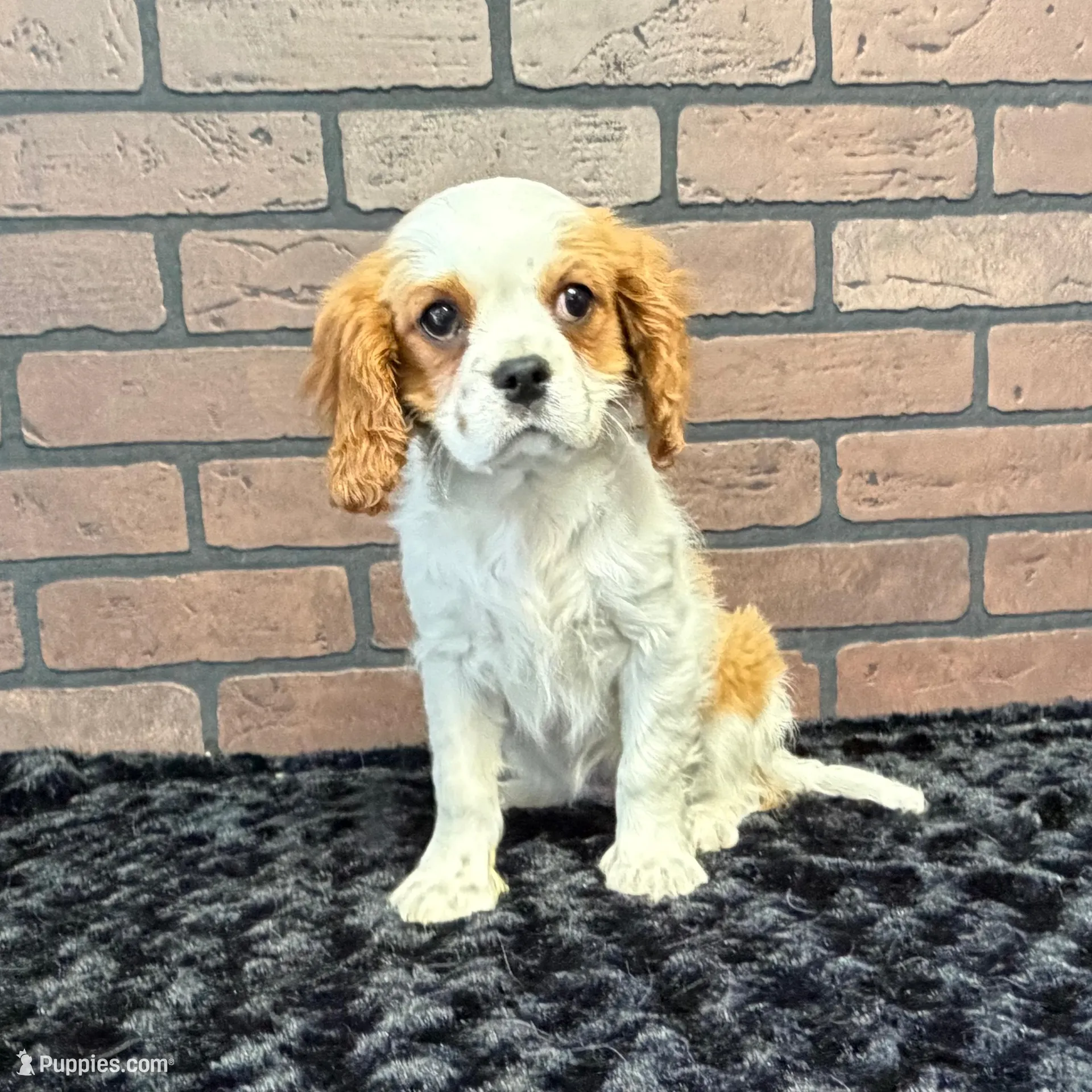 processed/404e350d-1fd3-4a1b-b7cd-b4759bde331c/listing/8f81adb3-9686-4177-a57a-f24559d1e668/8940def3-8a5f-4628-8a61-3caa43ed0767