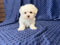Coco, a female Maltese for sale in Deepwater, MO – 3 of 9
