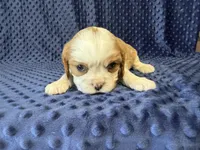 Louie, a male Cavalier King Charles Spaniel for sale in Deepwater, MO – 2 of 6