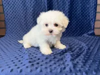 Coco, a female Maltese for sale in Deepwater, MO – 5 of 9