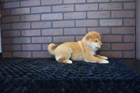 Riku, a male Shiba Inu for sale in Deepwater, MO – Photo 7 of 10