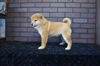 Riku, a male Shiba Inu for sale in Deepwater, MO – Photo 4 of 10