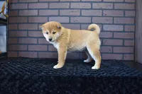 Riku, a male Shiba Inu for sale in Deepwater, MO – Photo 5 of 10