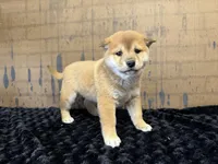 processed/404e350d-1fd3-4a1b-b7cd-b4759bde331c/listing/996713f1-1eb7-413d-9508-870ae3a3e98a/219da29c-57a4-4bdc-b45e-3574e9859342