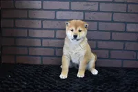 Riku, a male Shiba Inu for sale in Deepwater, MO – Photo 1 of 10