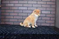 Riku, a male Shiba Inu for sale in Deepwater, MO – Photo 10 of 10