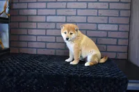 Riku, a male Shiba Inu for sale in Deepwater, MO – Photo 6 of 10