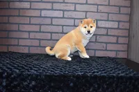 Riku, a male Shiba Inu for sale in Deepwater, MO – Photo 8 of 10