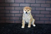 Riku, a male Shiba Inu for sale in Deepwater, MO – Photo 3 of 10