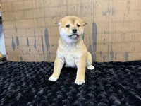 processed/404e350d-1fd3-4a1b-b7cd-b4759bde331c/listing/996713f1-1eb7-413d-9508-870ae3a3e98a/a2ba392c-5bb3-44c3-81c6-76939f97b1d4