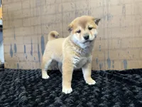 processed/404e350d-1fd3-4a1b-b7cd-b4759bde331c/listing/996713f1-1eb7-413d-9508-870ae3a3e98a/a96d12e5-518a-4bc2-a6d9-715e66e61fb8