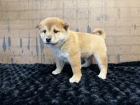 processed/404e350d-1fd3-4a1b-b7cd-b4759bde331c/listing/996713f1-1eb7-413d-9508-870ae3a3e98a/b692640a-deca-475e-9088-6982d3c8b6aa