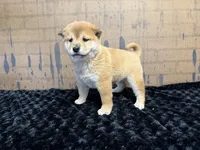 processed/404e350d-1fd3-4a1b-b7cd-b4759bde331c/listing/996713f1-1eb7-413d-9508-870ae3a3e98a/b920fe93-1f21-47dd-a97e-efd250dd8c39