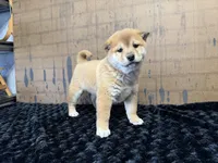 processed/404e350d-1fd3-4a1b-b7cd-b4759bde331c/listing/996713f1-1eb7-413d-9508-870ae3a3e98a/bab67454-d0b1-463c-95b0-d4e2bf1e679c