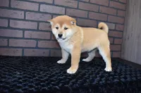 Riku, a male Shiba Inu for sale in Deepwater, MO – Photo 9 of 10