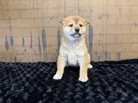 processed/404e350d-1fd3-4a1b-b7cd-b4759bde331c/listing/996713f1-1eb7-413d-9508-870ae3a3e98a/cdf7259b-26d1-4304-bde7-255d3f9c74c2