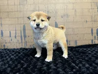 processed/404e350d-1fd3-4a1b-b7cd-b4759bde331c/listing/996713f1-1eb7-413d-9508-870ae3a3e98a/d595ee13-95ee-4270-aae5-6c1f9379ebc1