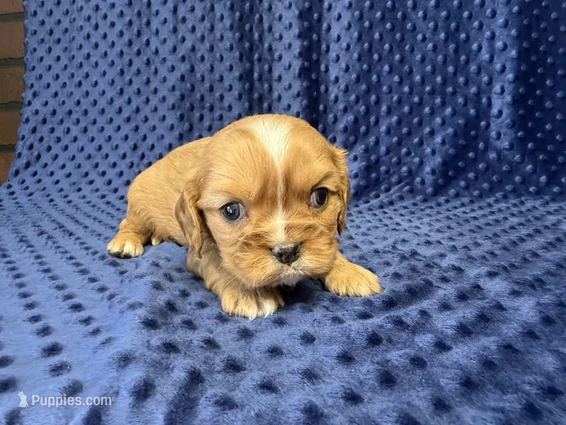Charlie – Cavalier King Charles Spaniel puppy for sale in Deepwater, MO