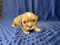 Charlie, a male Cavalier King Charles Spaniel for sale in Deepwater, MO – 1 of 8
