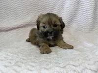 Ellie, a female Shihpoo for sale in Deepwater, MO – 5 of 10