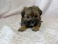 Ellie, a female Shihpoo for sale in Deepwater, MO – 3 of 10
